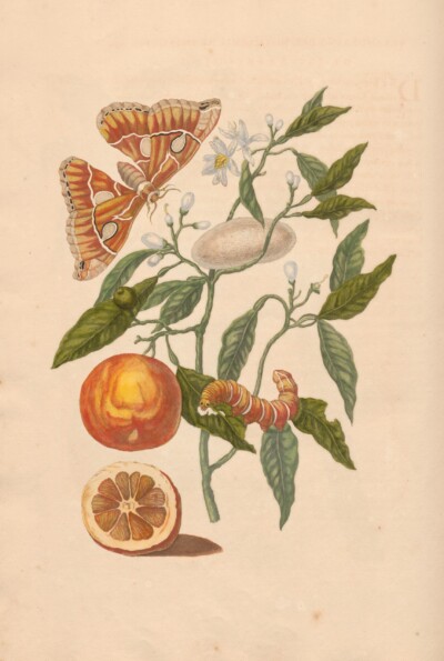 Merian - Oranges & Butterflies