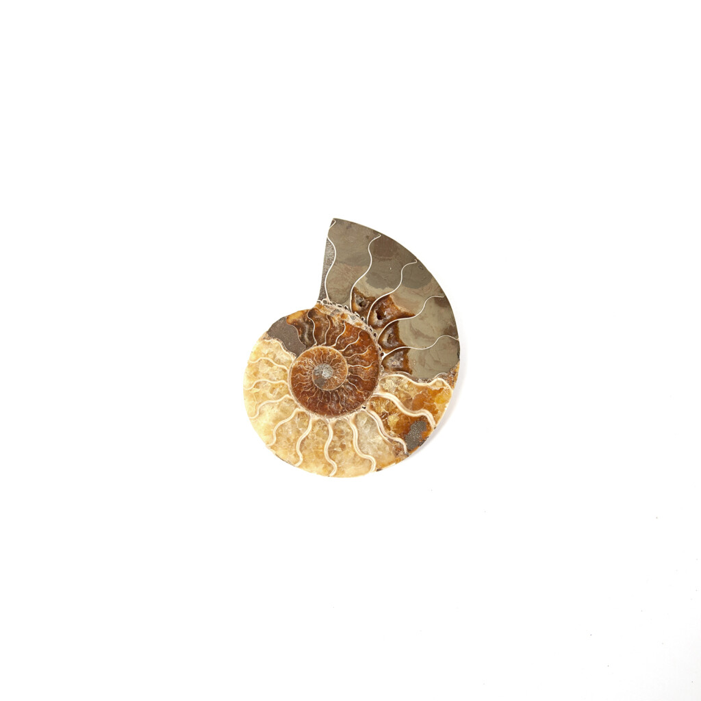 Ammonite half polished
