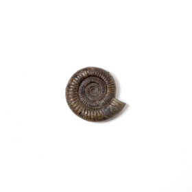 Ammonite GB Zwart