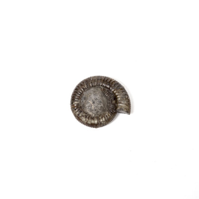 Ammonite Jura