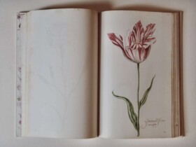 Het Tulpboek (Tulpenbuch)