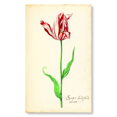 Het Tulpboek (The Tulip Book)